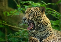 Jaguar americky - Panthera onca - Jaguar o3792